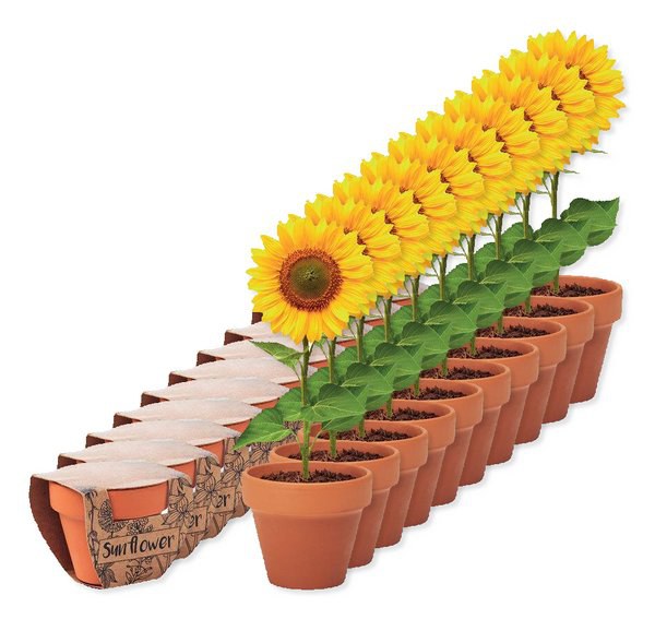 SUNFLOWER Terracotta pot 'sunflower'