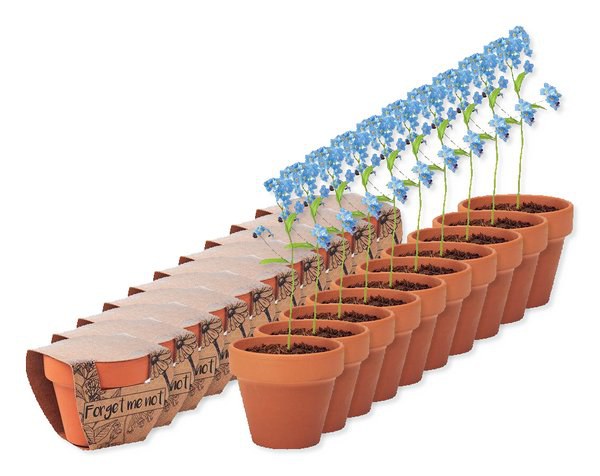 Pack of 100 GiftRetail MO6146 - FORGET ME NOT Charming Terracotta Pot with Forget Me Not Seeds